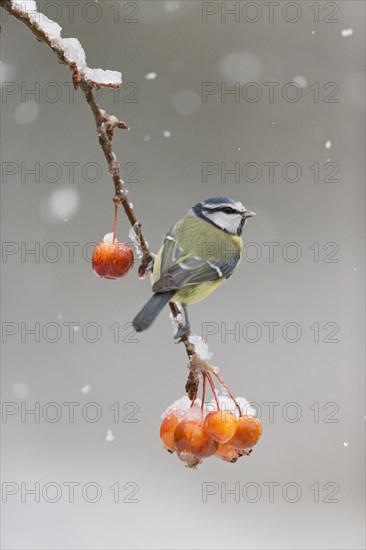 Blue Tit