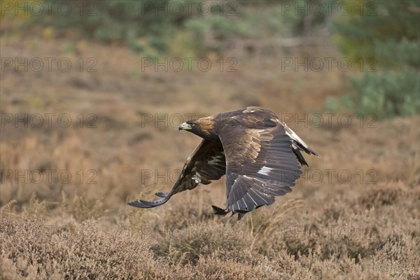 Golden Eagle