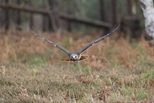 Red-tailed Hawk