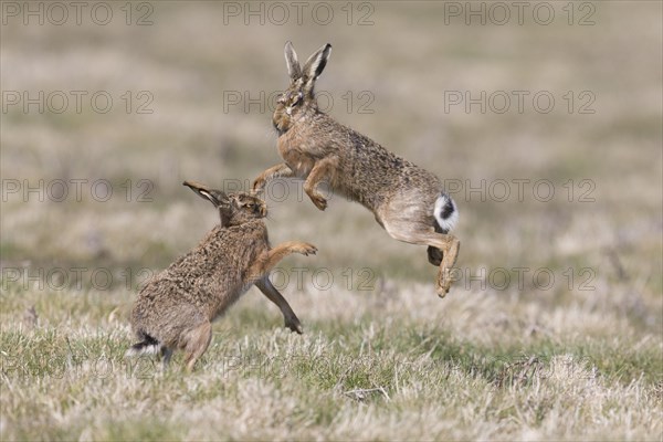 European Hare