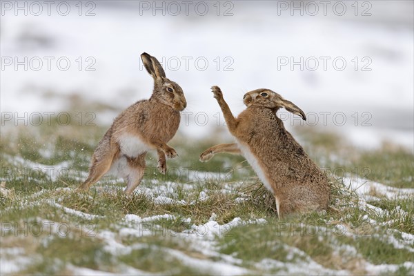 European Hare