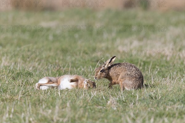 European Hare