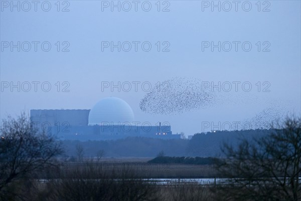 Common Starling