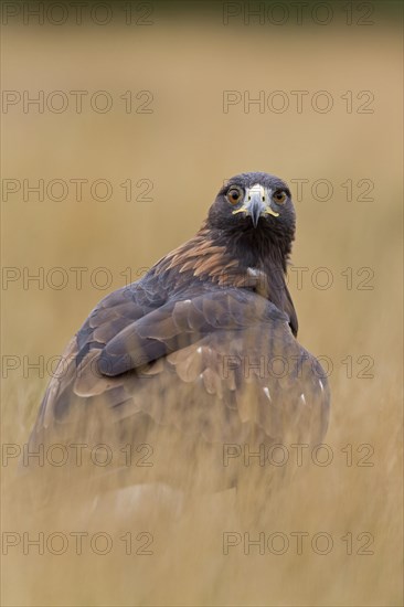Golden Eagle