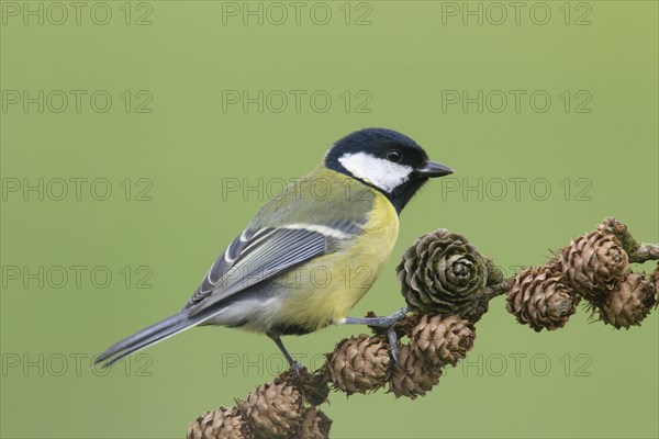 Great Tit