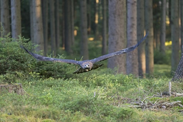 Golden Eagle