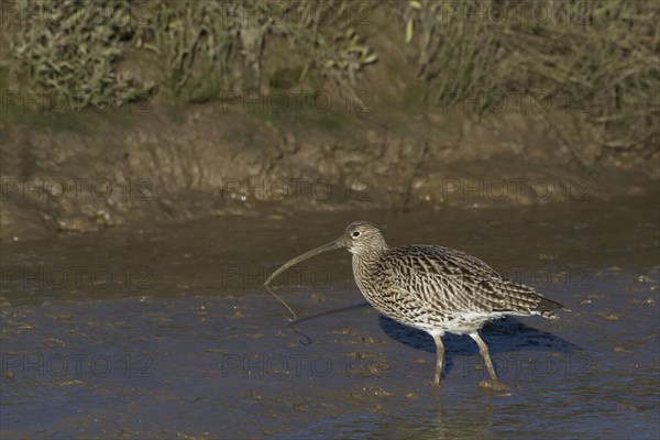 Eurasian Curlew