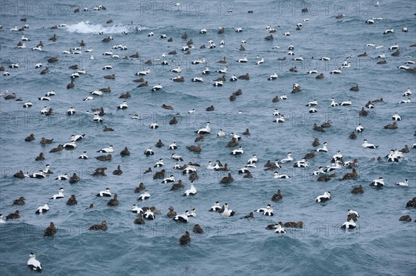 Common Eider