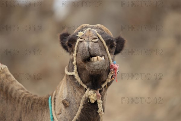 Dromedary Camel