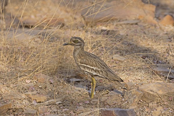 Indian Stone-curlew