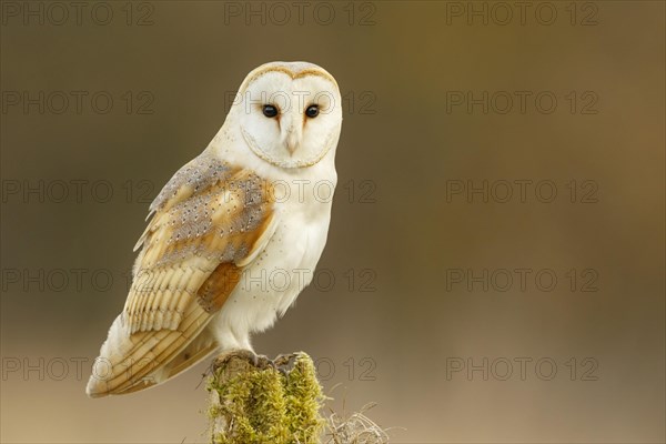 Barn Owl