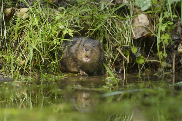 Water Vole