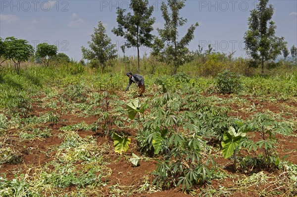 Rwandan woman harvesting potatoes in field