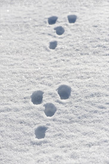 Rabbit tracks in snow. Yorkshire