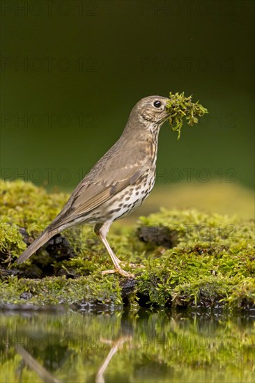 Song Thrush