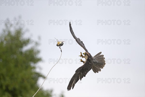 Lanner Falcon