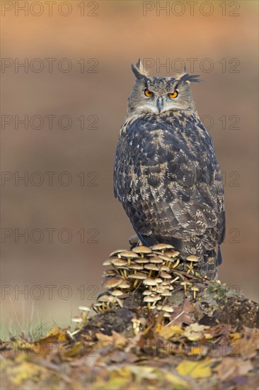 Eurasian Eagle Owl