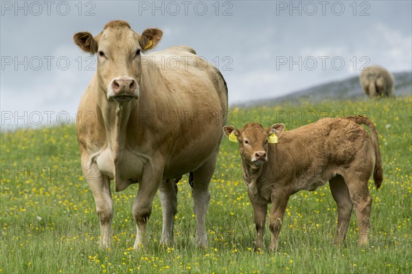 Herd of British Blonde cattle grazing in upland pasture