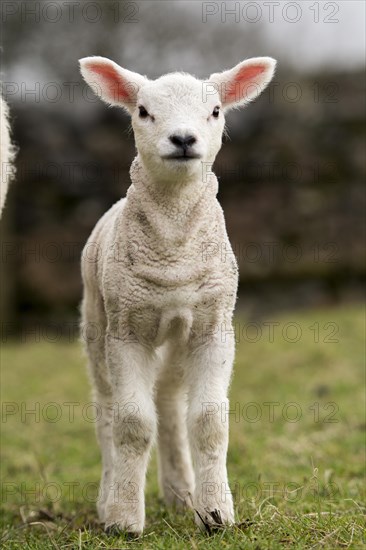 Alert Texel lambs out in pasture