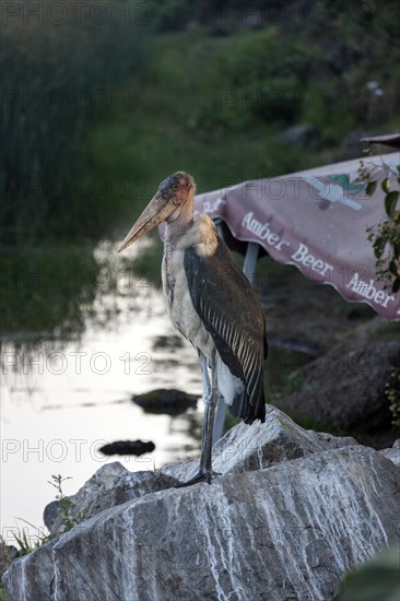 Marabou stork