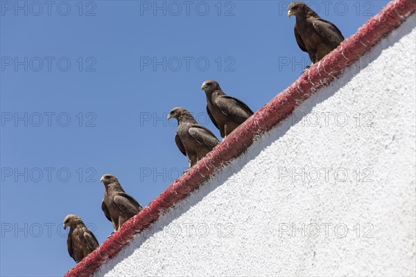 Lanner falcon