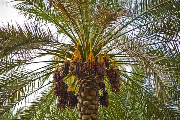 Date palm