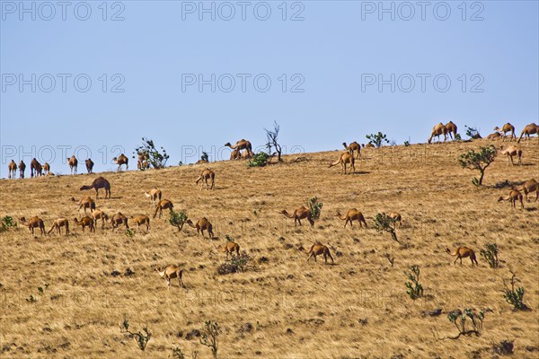 Camel herd on the plateau of Jebel Samhan
