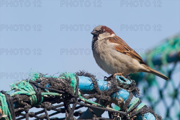 Adult male House Sparrow