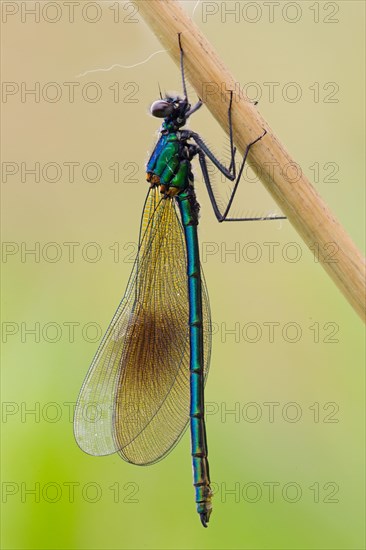 Adult male Beautiful Demoiselle