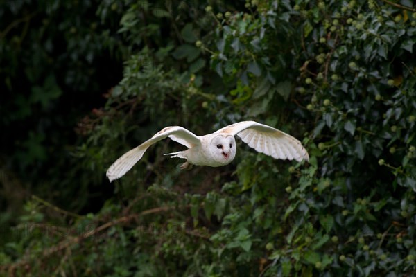 Adult Barn Owl