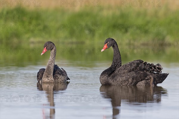 Black Swan