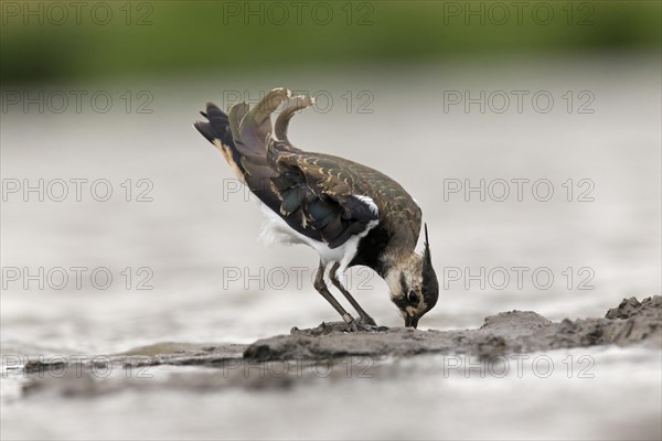 Northern Lapwing