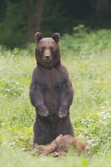 European Brown Bear