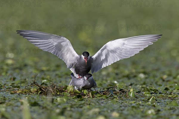 Whiskered Tern