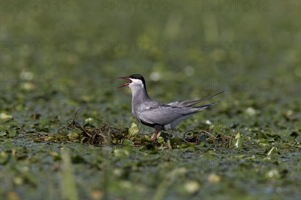 Whiskered Tern