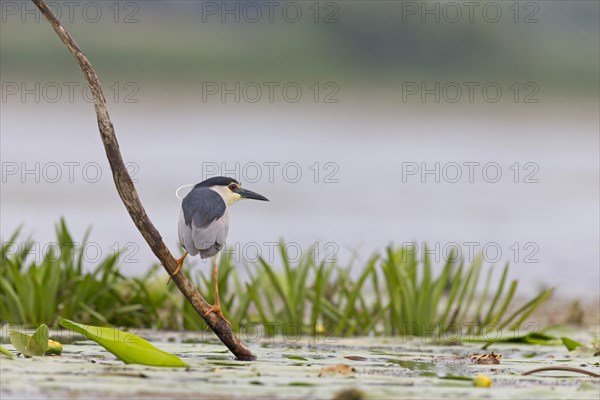 Black-Crowned Night Heron