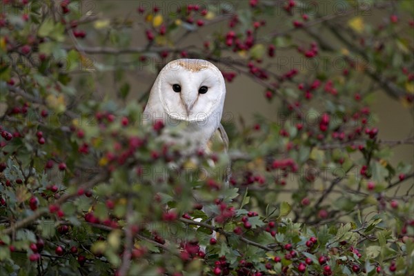 Barn Owl