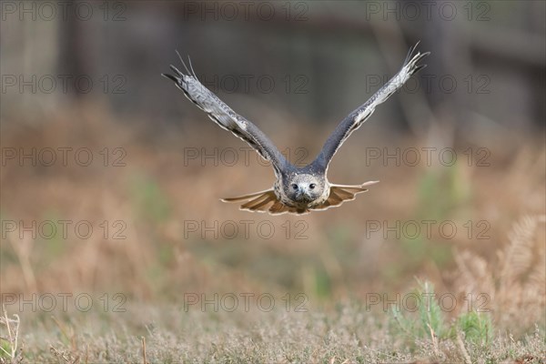 Red-tailed Hawk