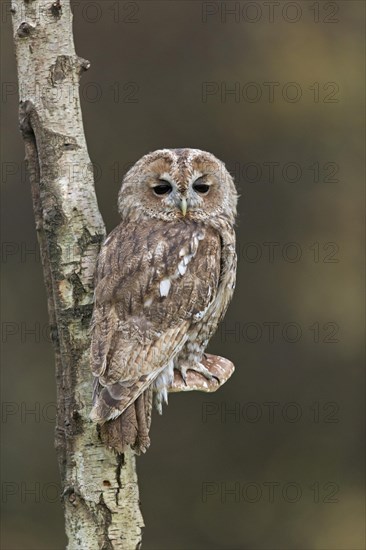 Tawny Owl