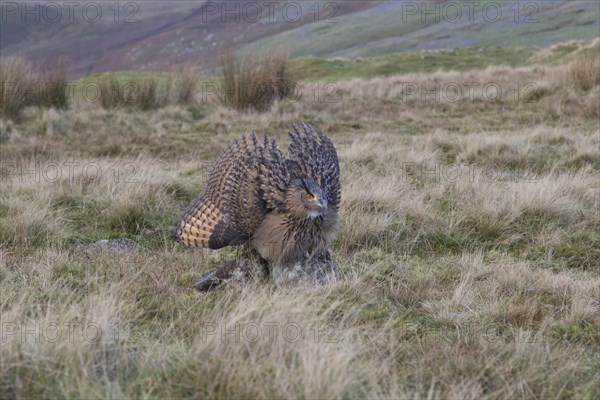 Eurasian Eagle Owl