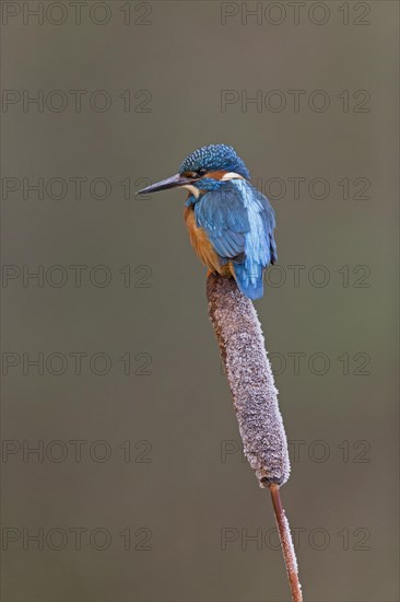 Common Kingfisher