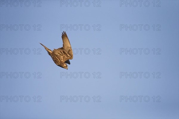 Saker Falcon