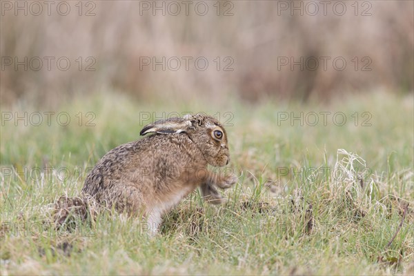 European Hare