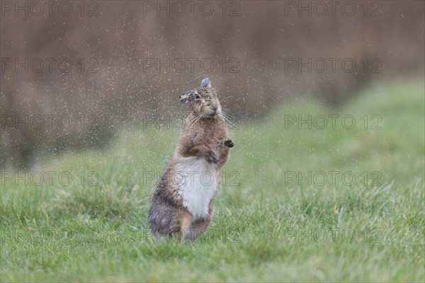 European Hare