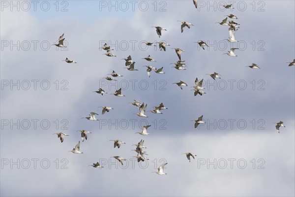 Eurasian Curlew