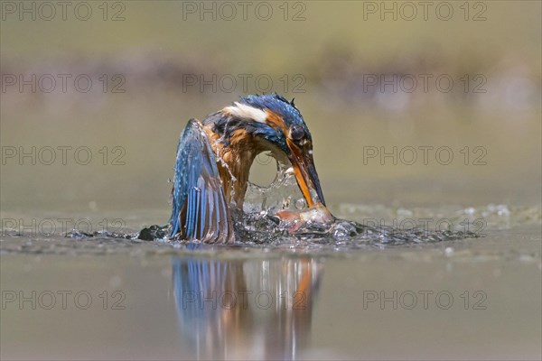 Common Kingfisher