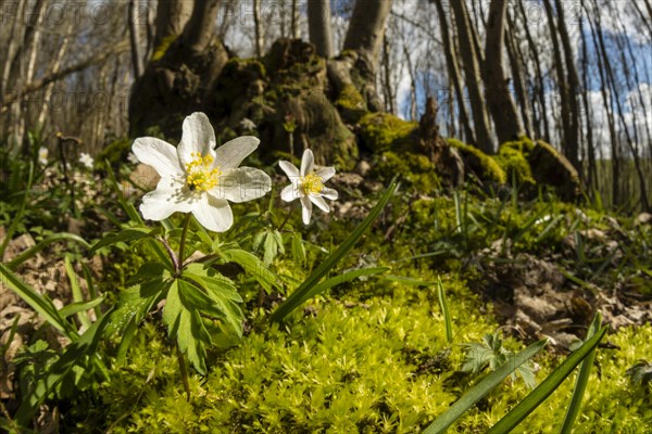 Wood Anemone