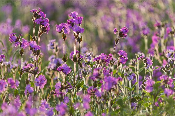 Red Campion