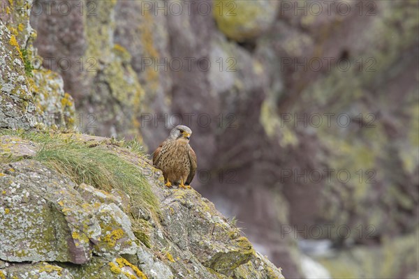 Common Kestrel