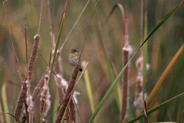 Black-headed Weaver